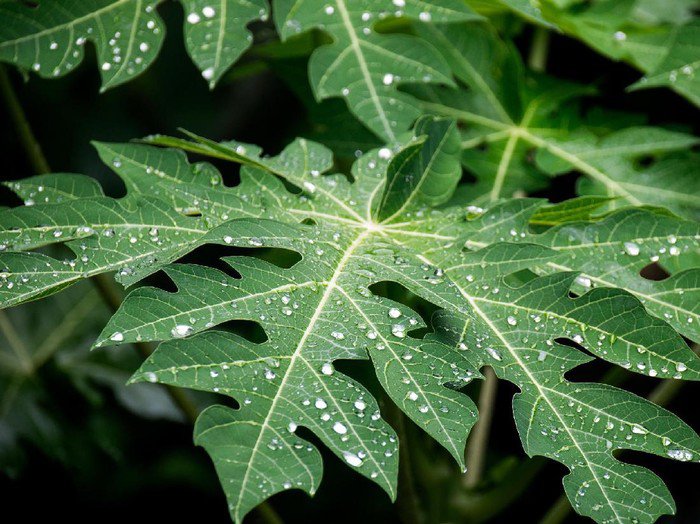 DAUN PEPAYA: MURAH, MANFAAT BERLIMPAH - Halo Herbal daun pepaya